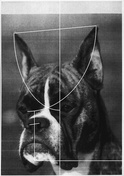 Klara Meinhardt: 
from the series: Construction according to the breed standard 
Boxer, 2015, Inkjetprint, plotted, 85 x 56 cm
