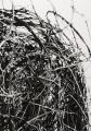 Peter Hock: Tangle, 2014, Reißkohle auf Papier, gerahmt, 100 x 70 cm

