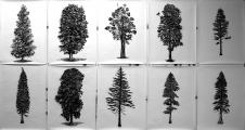 Eamon O´Kane: Black Mirror Trees, 2015, Acryl auf Papier, je 70 x 100 cm 

